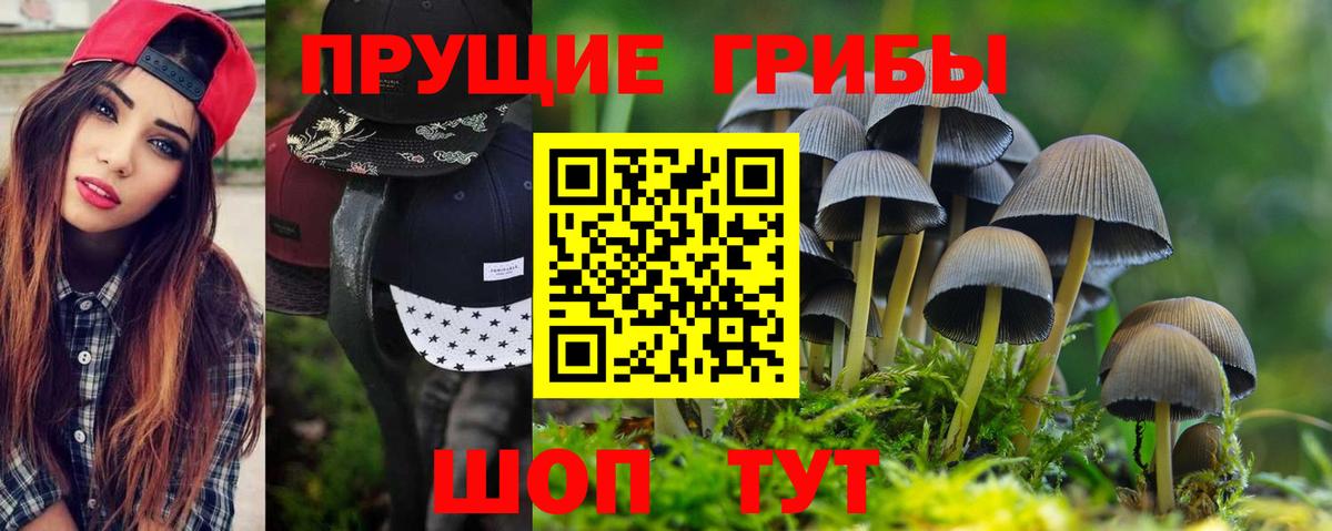 Сертолово  Псилоцибиновые грибы прущие грибы  Вход с VPN  Галлюциногенные грибы Psilocybine cubensis 